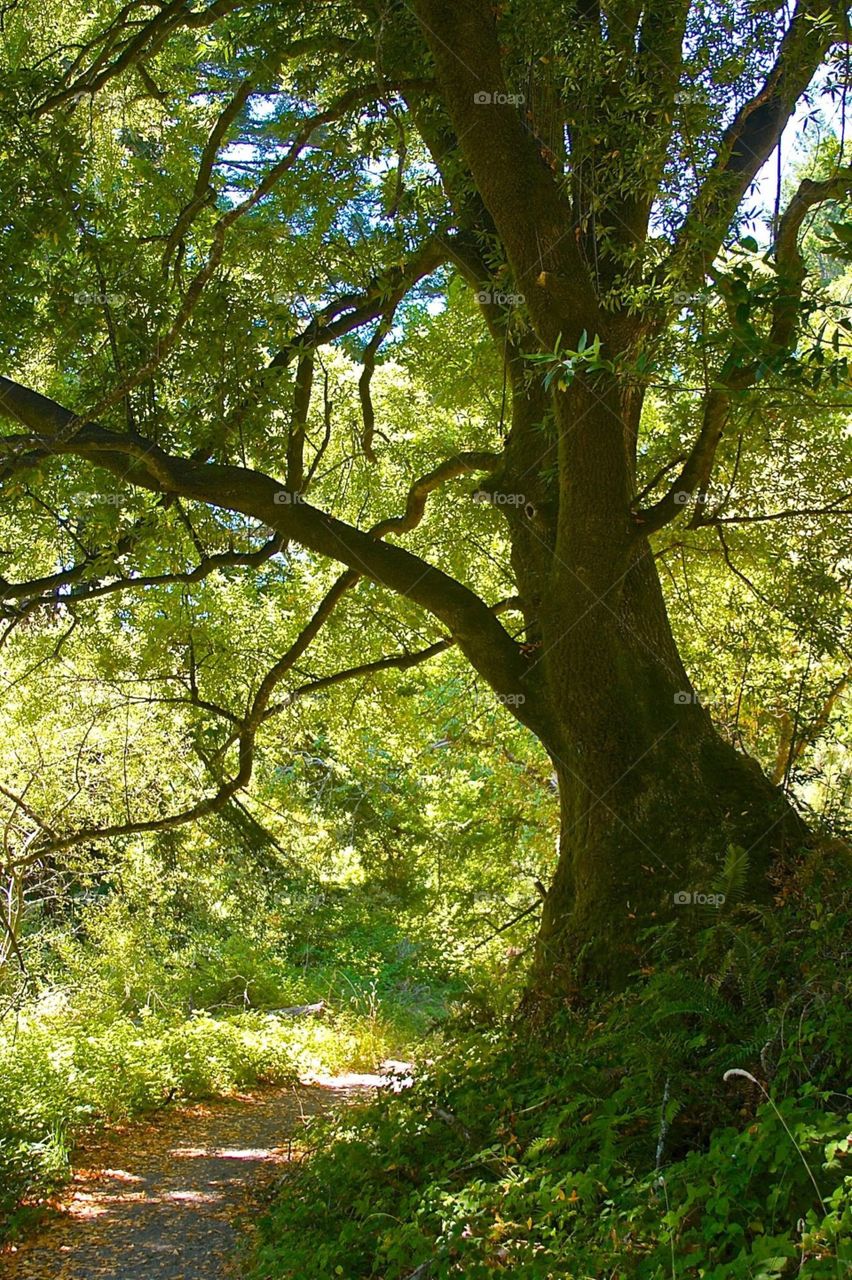 The Old Oak Tree