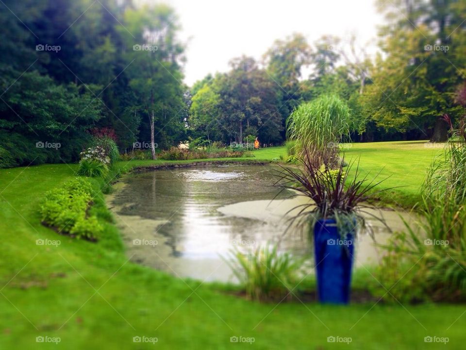Park, nature, water, tree