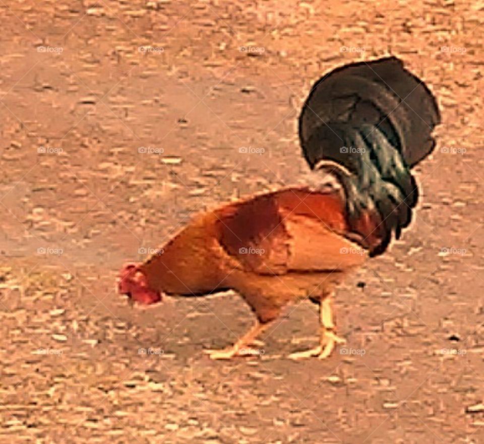 Rooster