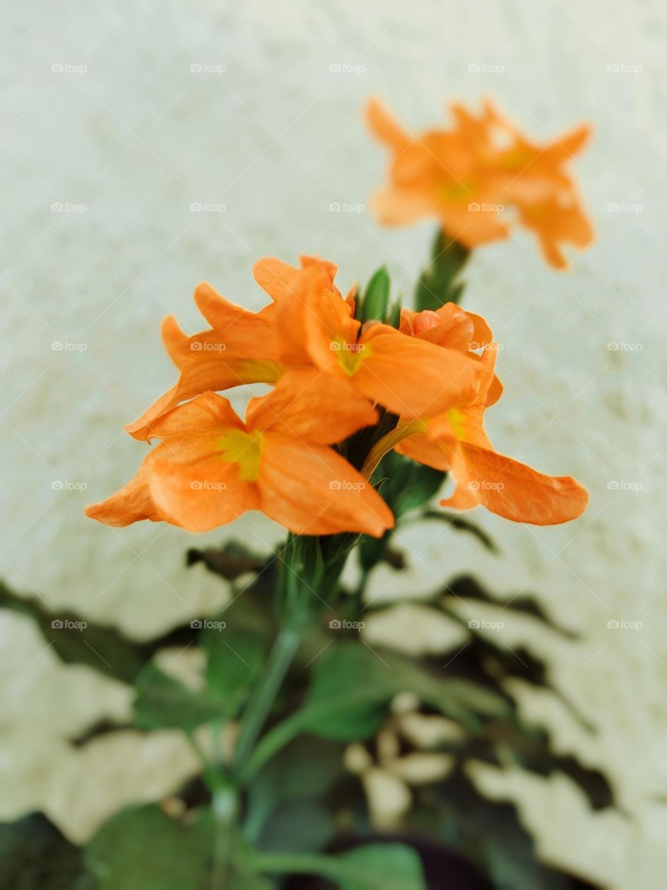 A beautiful work of God