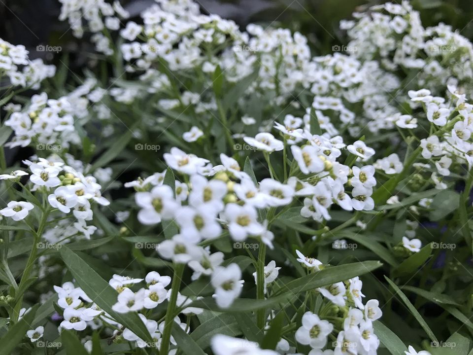 Summer in blossom 