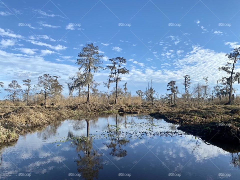 A bald cypress swamp