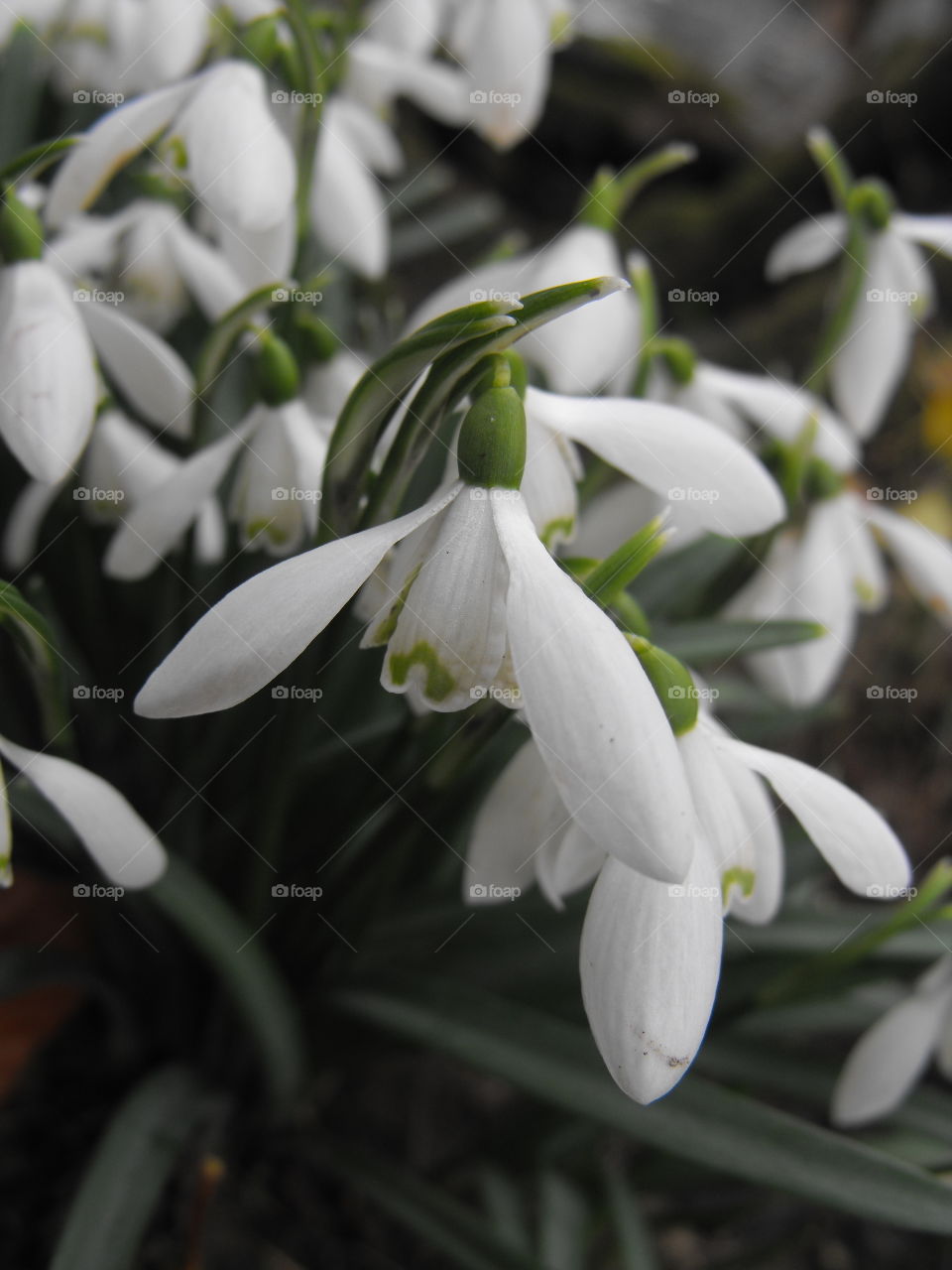 Close up of white snowdrop flo
