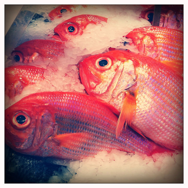 Fish