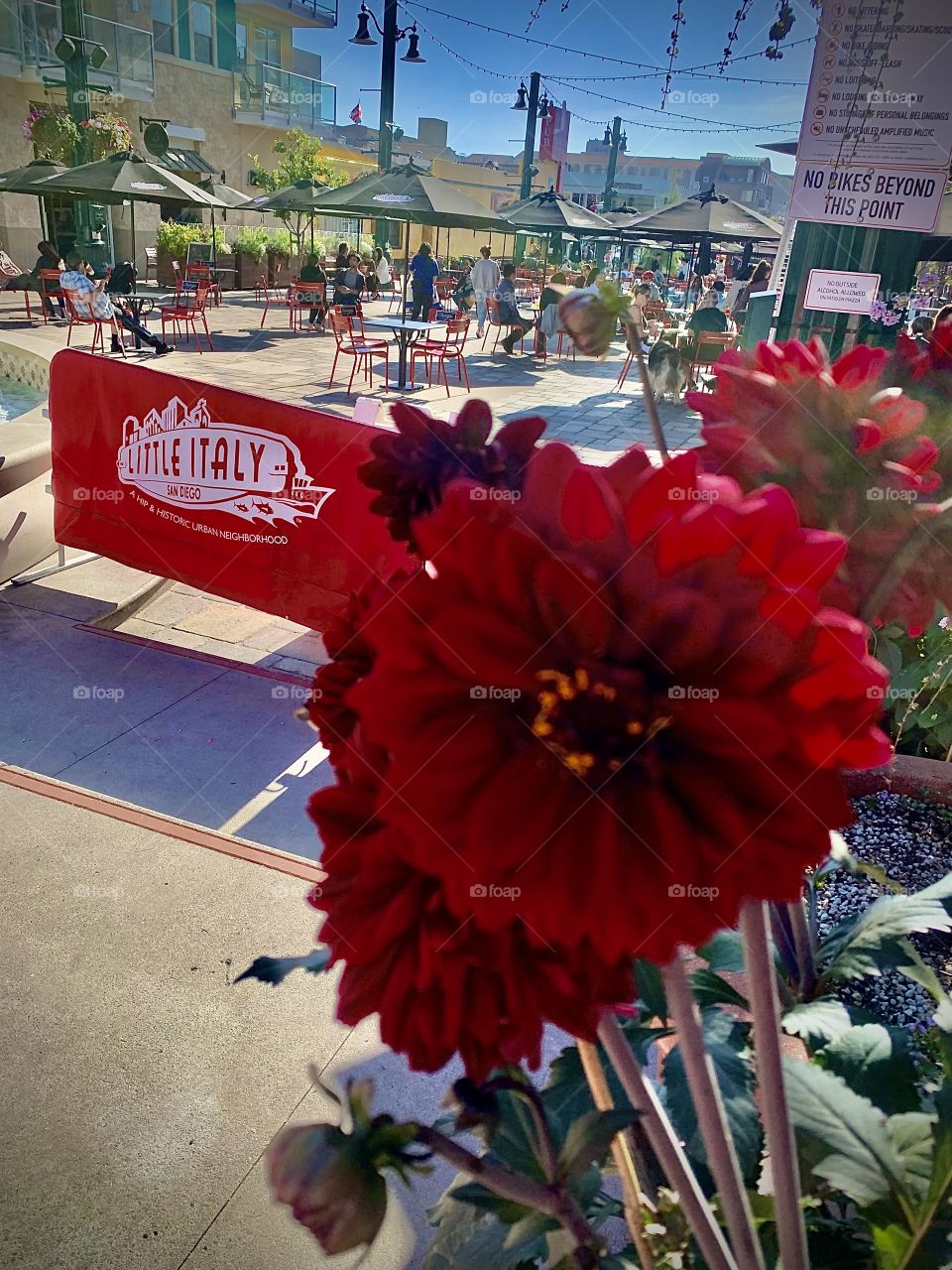 Little Italy on fire with red! 