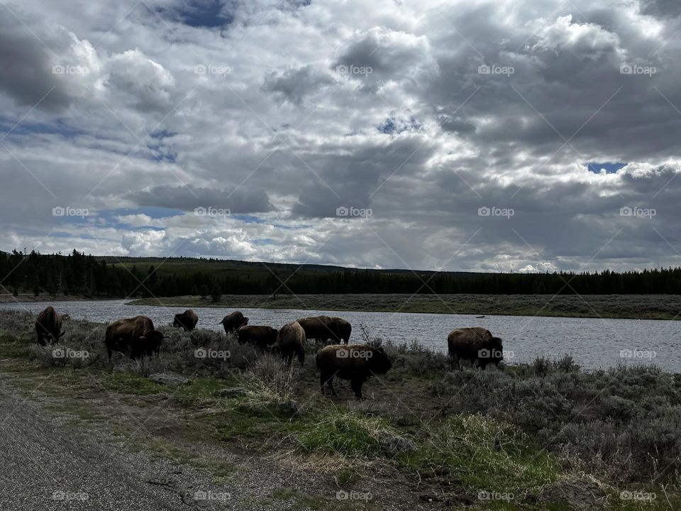 Small herd of bison grazing by a river in Yellowstone National Park. 