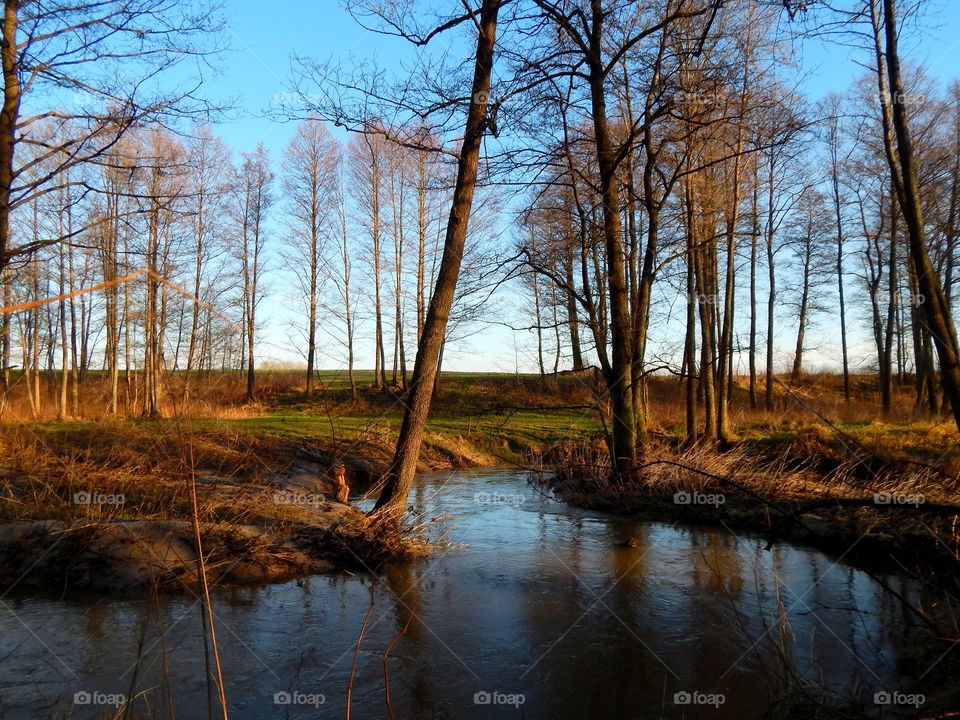 In the spring forest