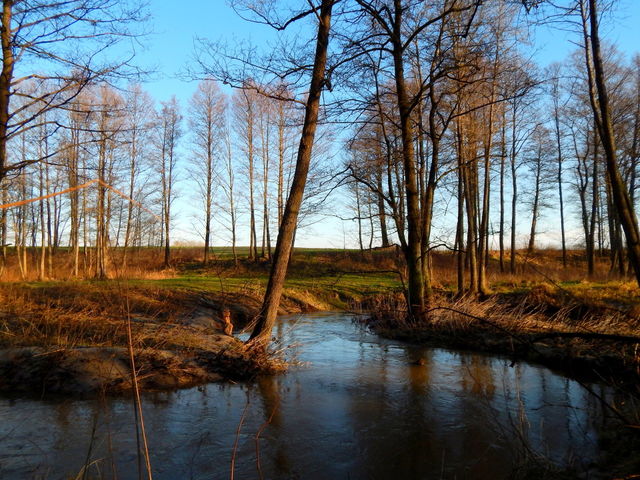 In the spring forest