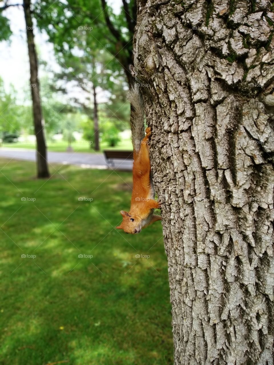 Squirrel
