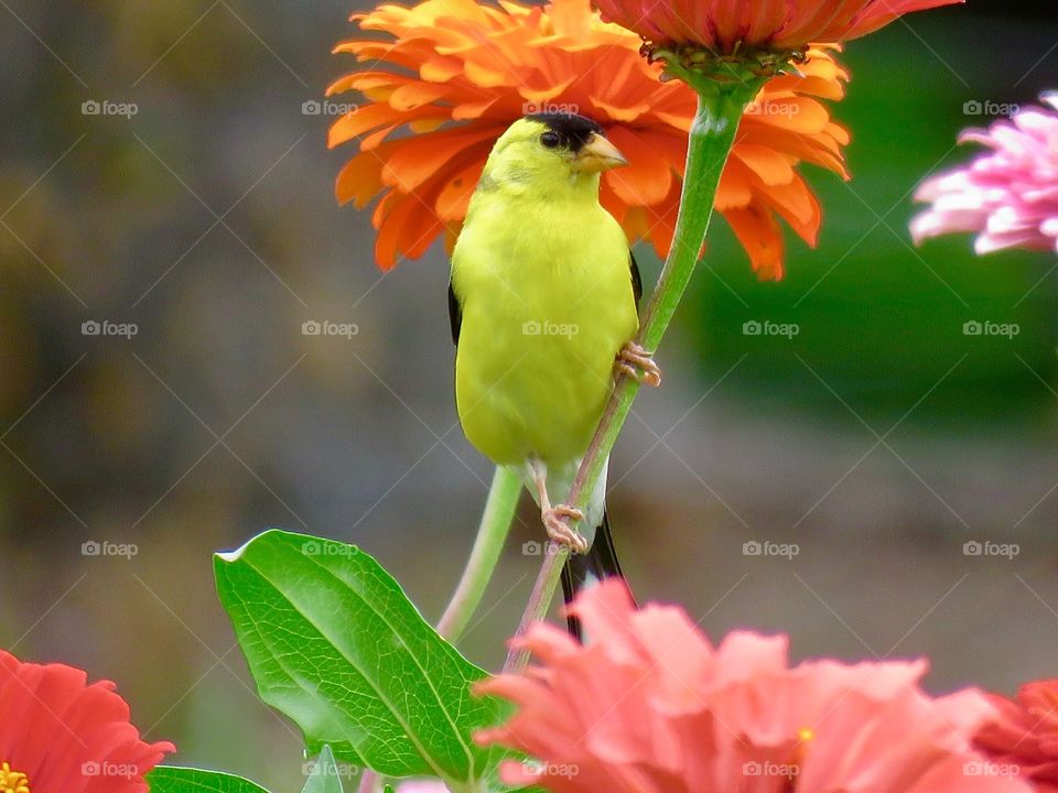 Golden finch on flower