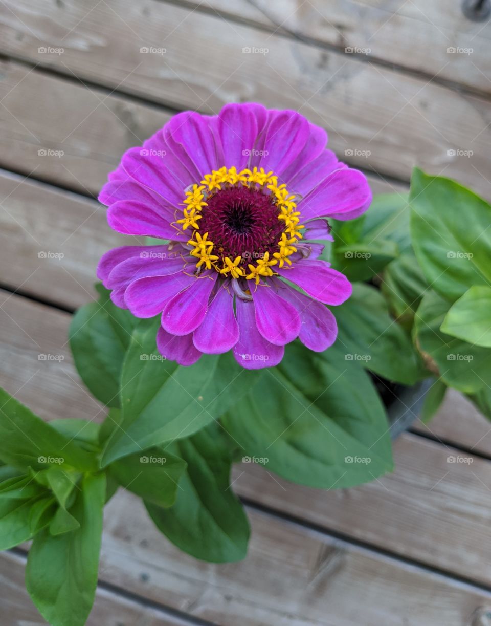 Blooming Zinnia