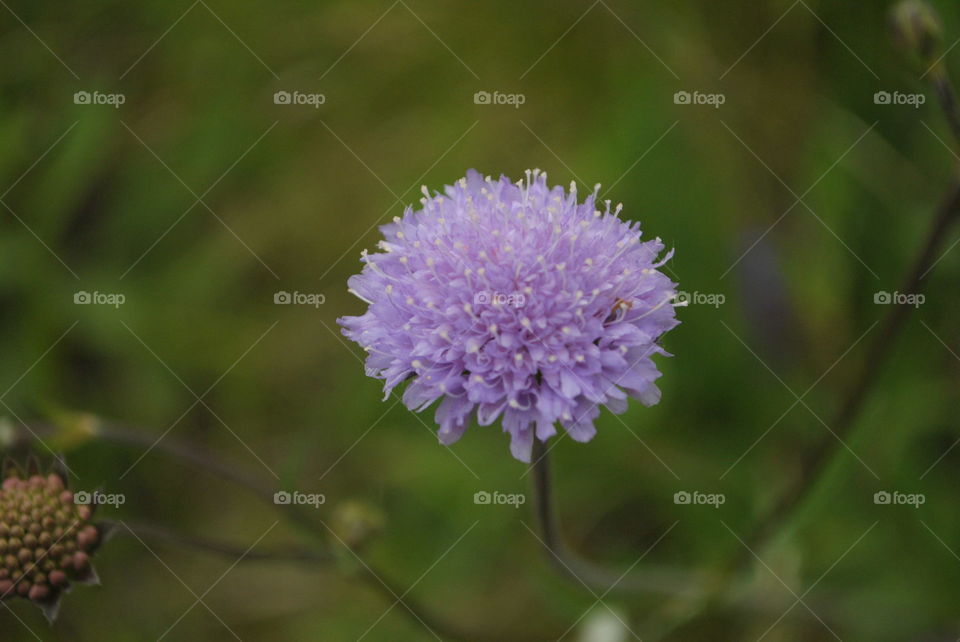 beautifull violet flower closeup
