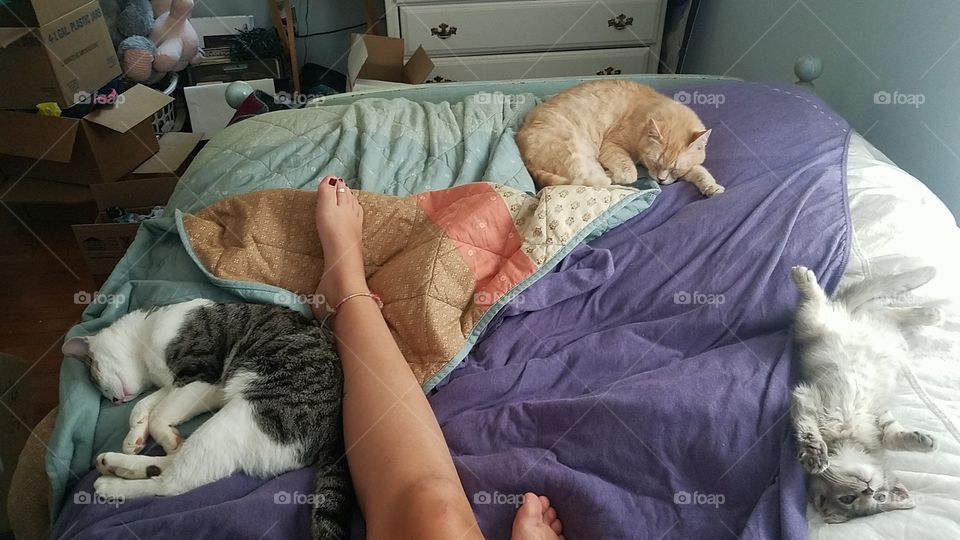lazy day with all my kitties sleeping!!