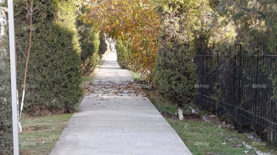 road and tree yellow leaf