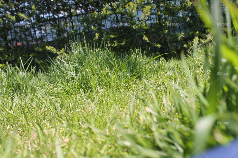High quality picture of green grass