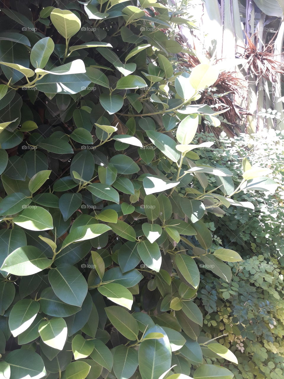 green tree with leaf sun shine