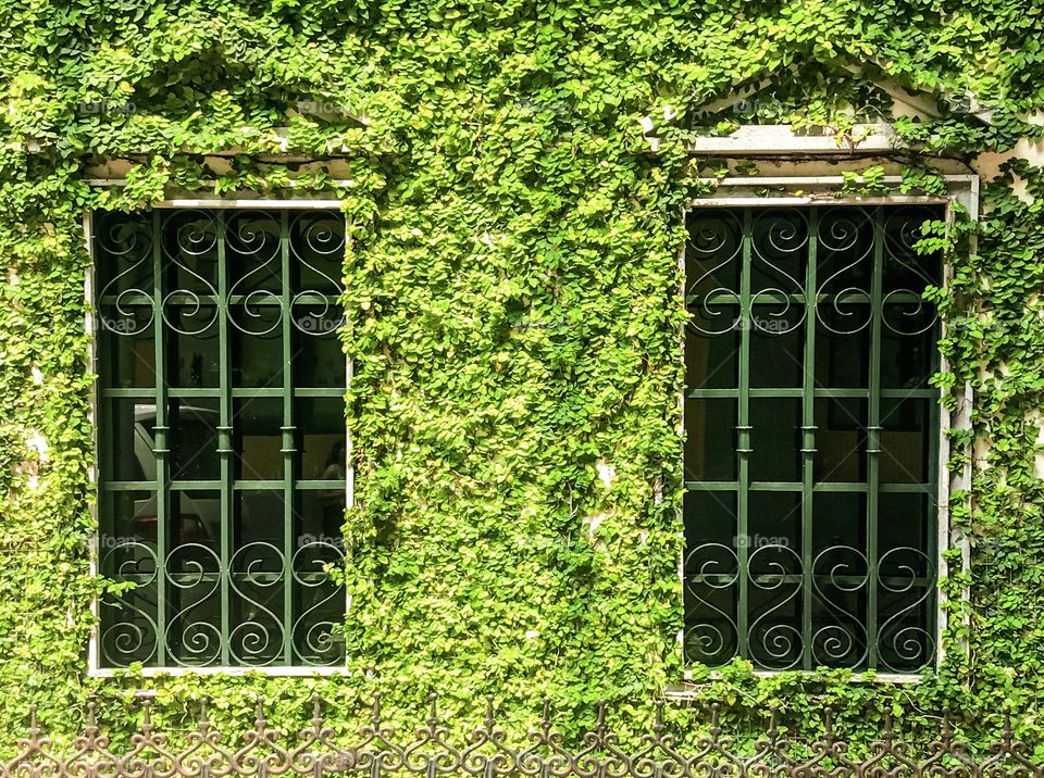An exterior window of a House covered and surrounded with a crawling greenish plants on it, and gives a unique view from passer by.