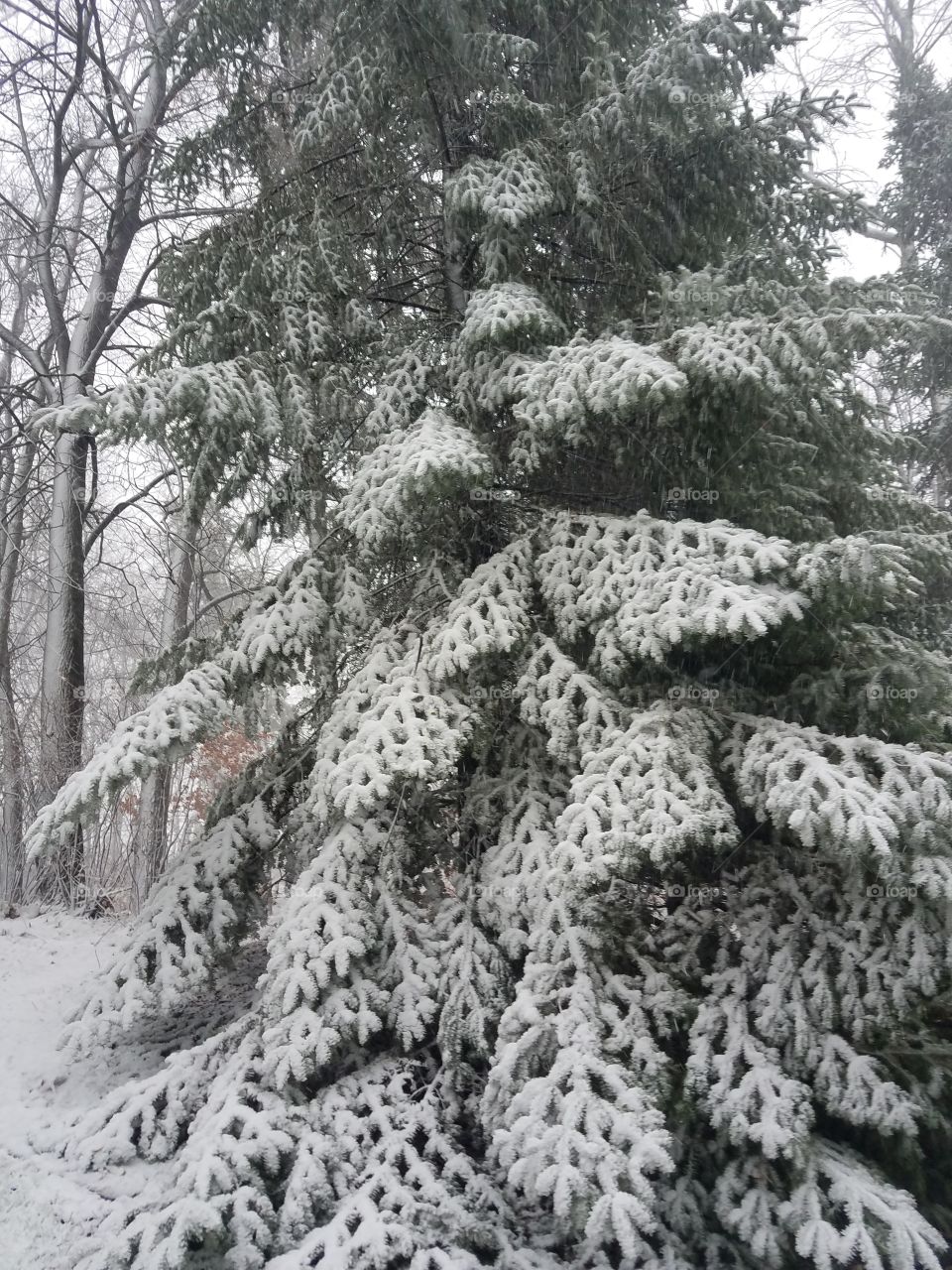 Winter, Snow, Tree, Frost, Season