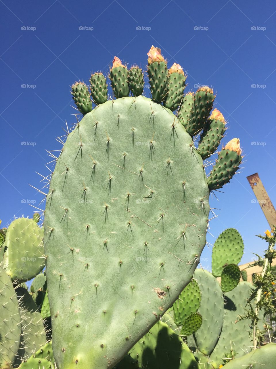 Cactus 