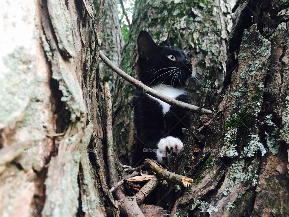 Cat looking out from tree