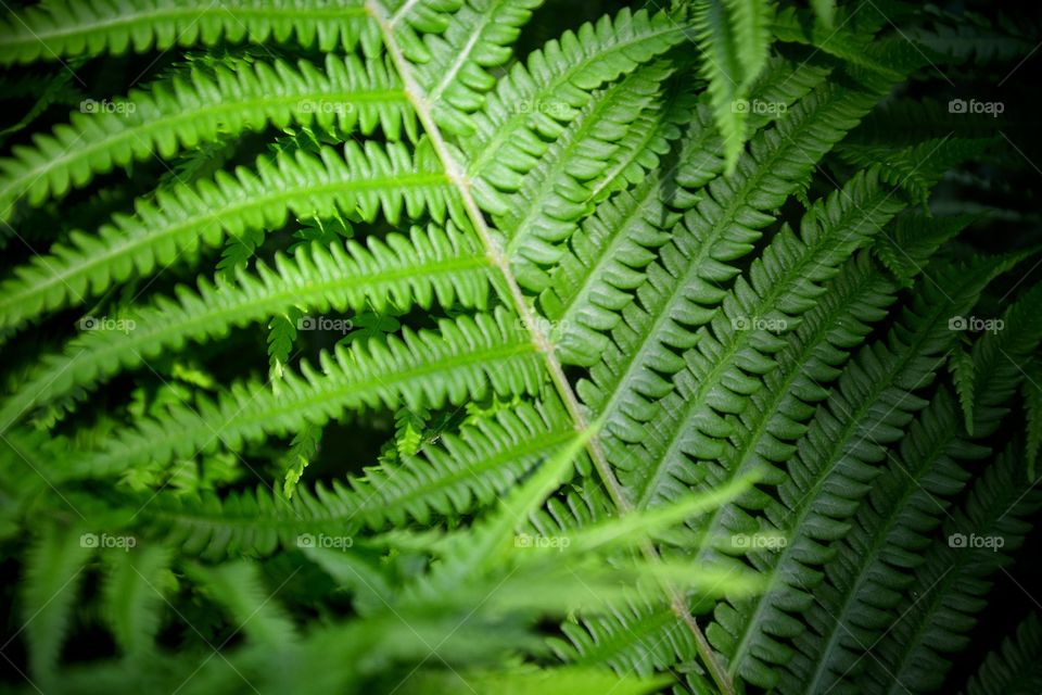 Frond