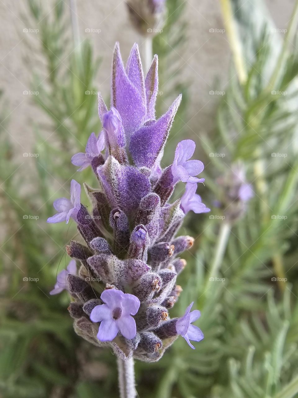 "Lavander bloom." A scented beauty.  A flower containing several small flowers.  A macro photo showing off its beauty.