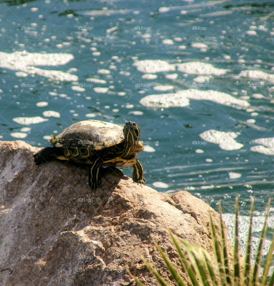 Turtle on the Rocks