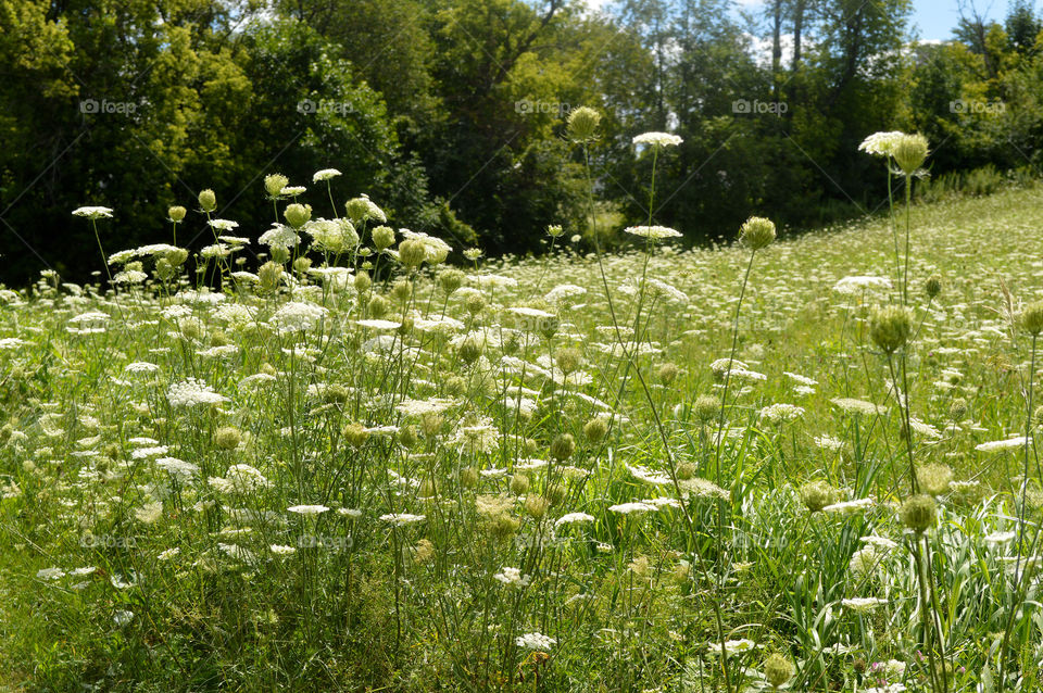 Field of wild flowers