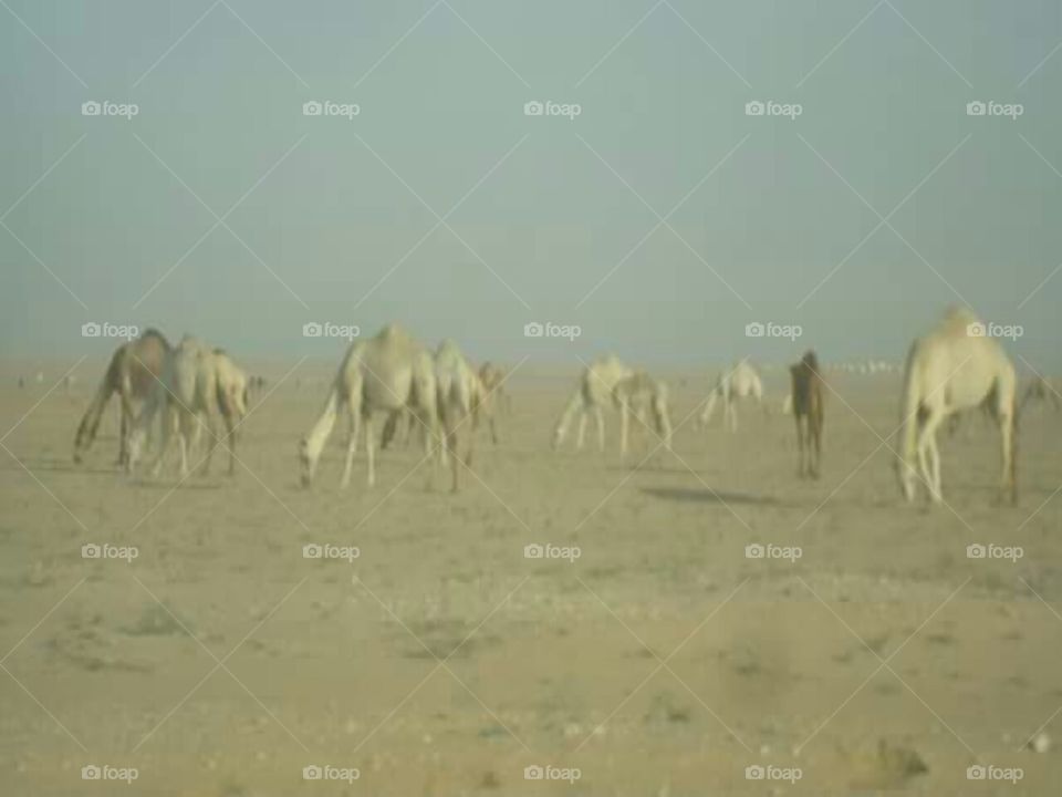 Iraqi desert