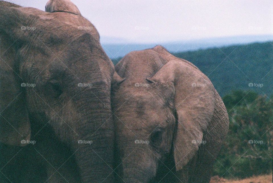 emotions at the elephant waterhole.