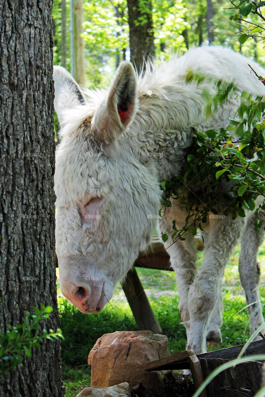 white donkey