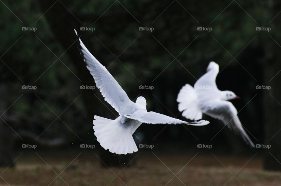 Two seagulls flying