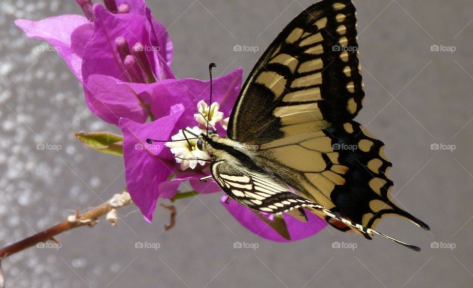 Joli machaon