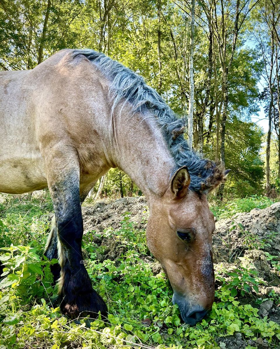 Cheval , marche September 2023 . 