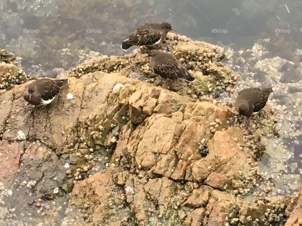 Birds on a rock 
