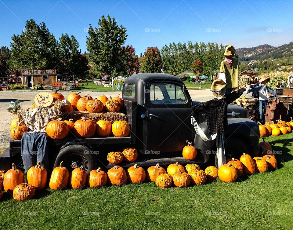 Fall, Pumpkin, Halloween, Pasture, Thanksgiving