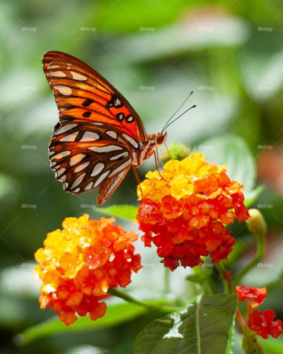 butterfly on flower
