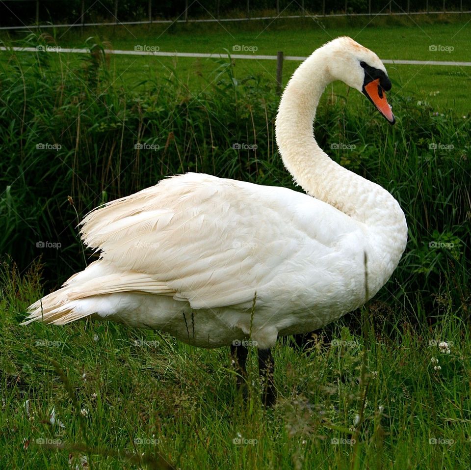 Swan. Swan