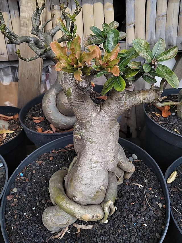 Plants