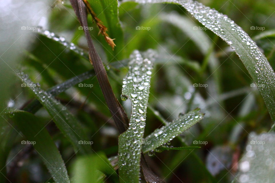 Waterdrops