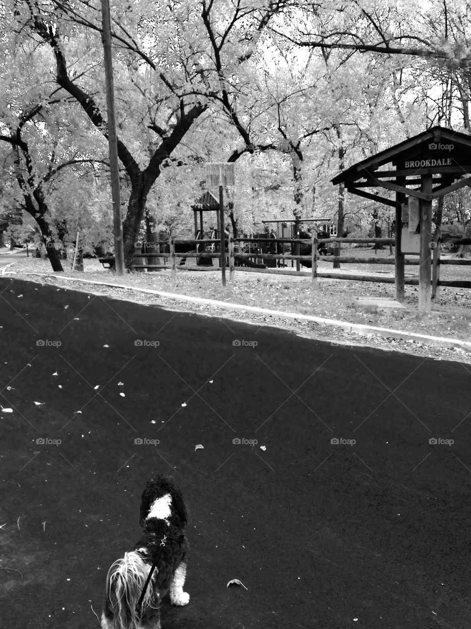 Dog at the park, black and white