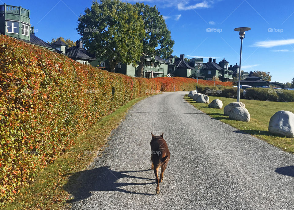 Mini is the week known Australian Kelpie of this cute neighborhood.