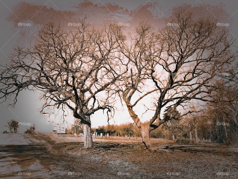 Old pecan trees