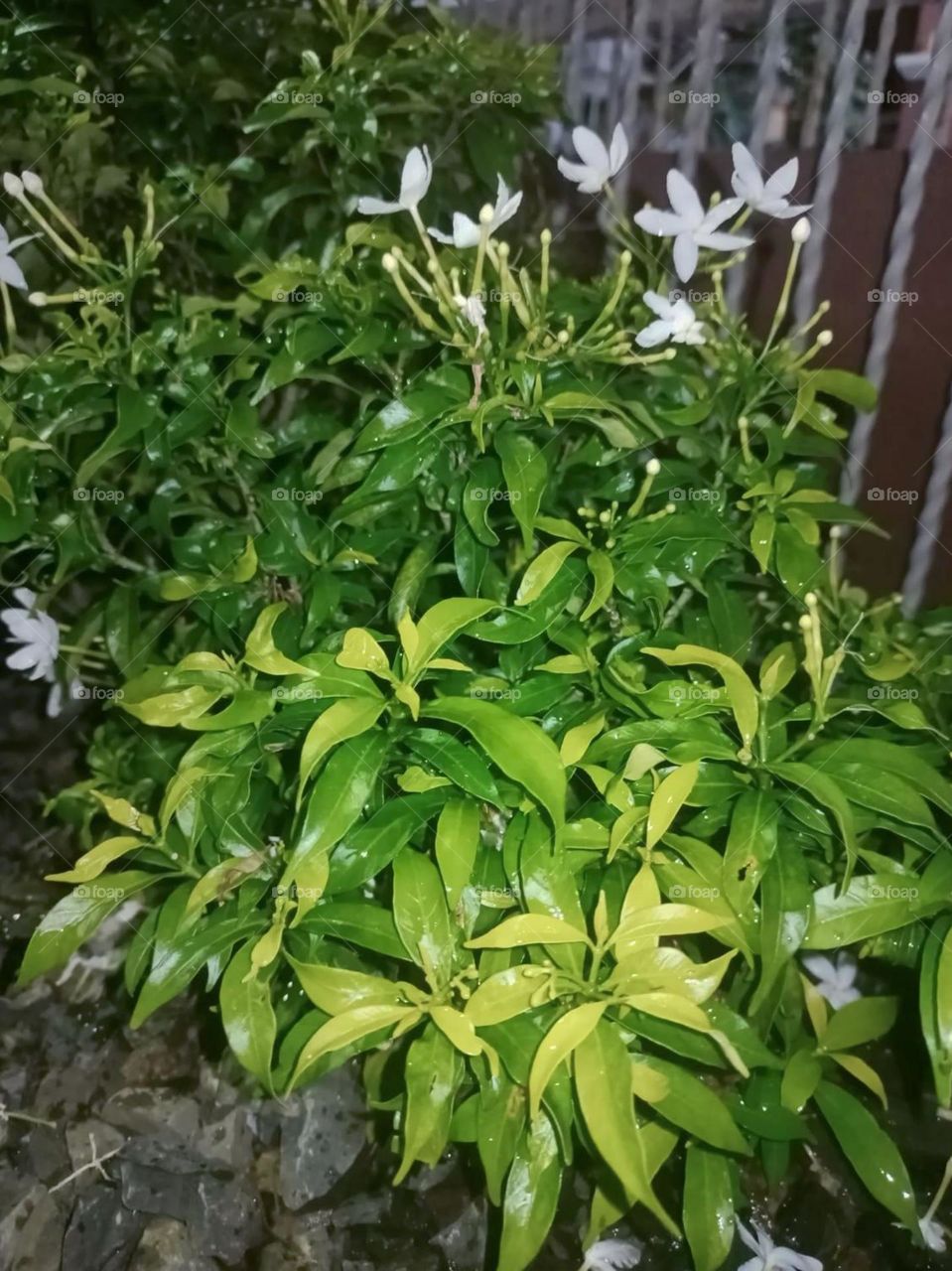 Close-up view of bushes with green and yellow leaves and white flowers in bloom in low angle view