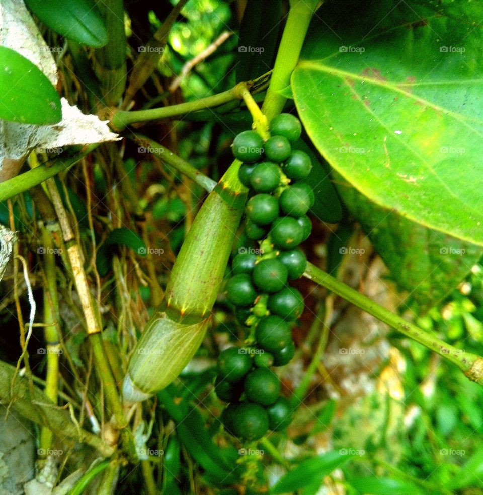 pepper tree
