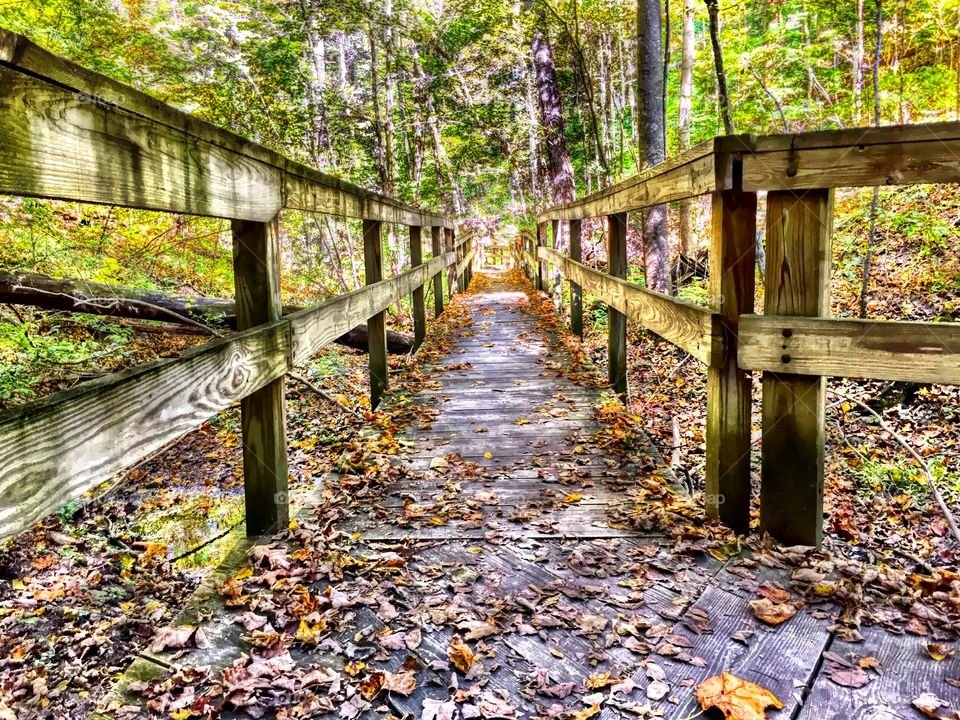 Autumn leafs on boardwalk
