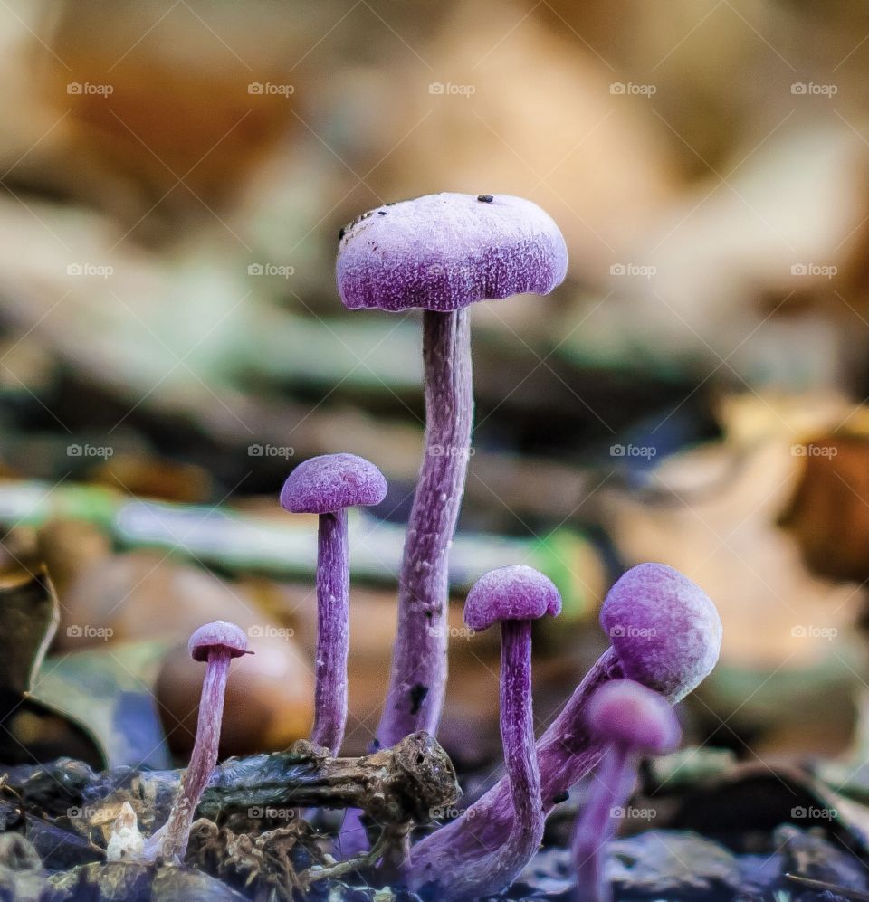 Small, purple amethyst deceiver mushrooms growing out of the autumnal leaf litter in British woodland