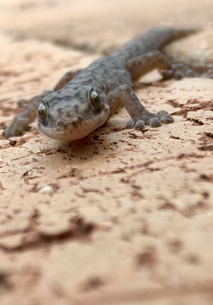 Lizard face closeup