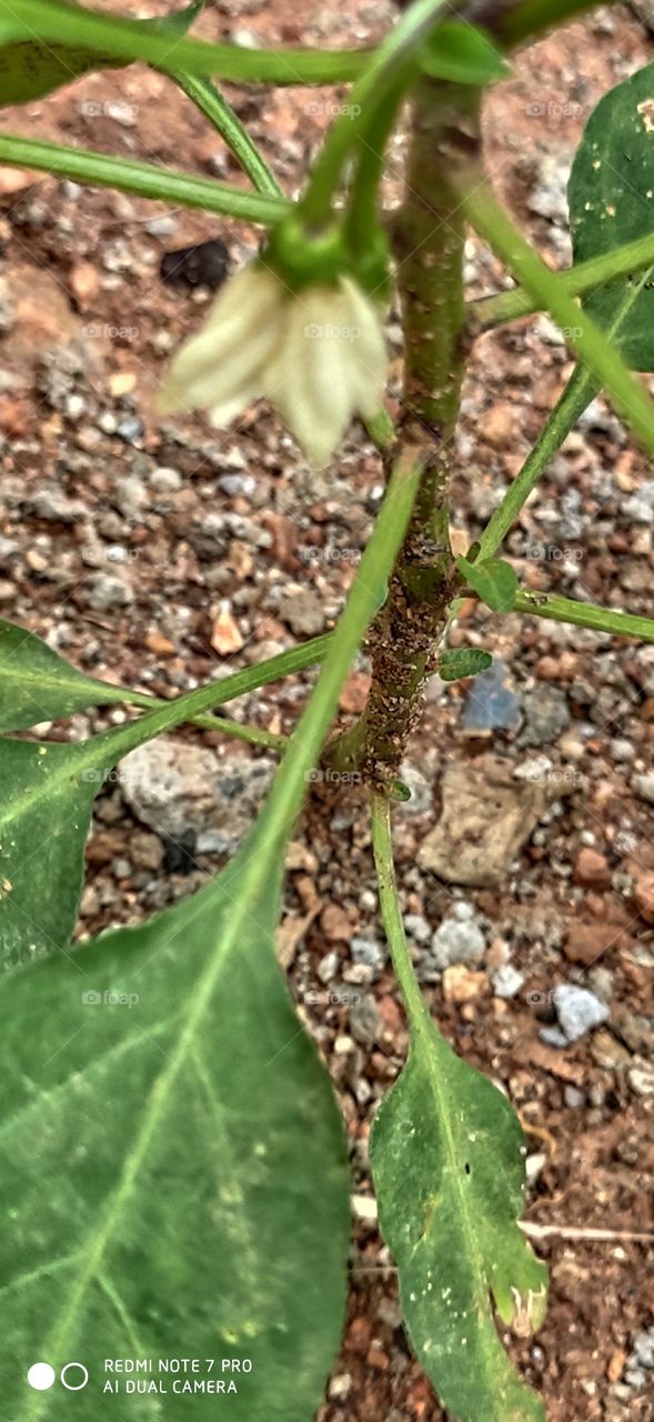 Green chilli stem
