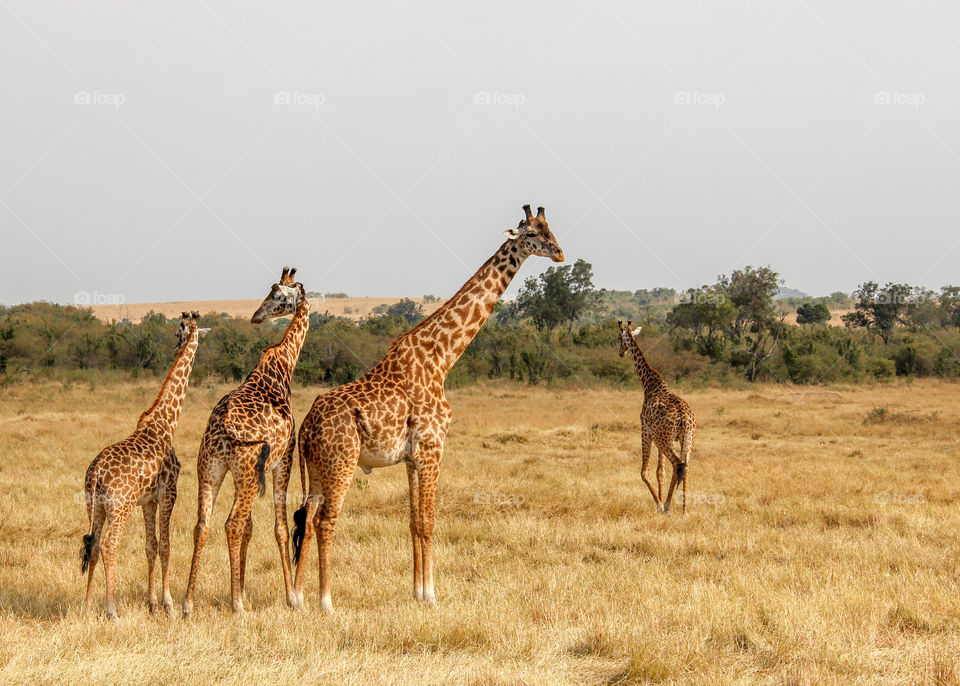 Giraffes in the Masai Mara 